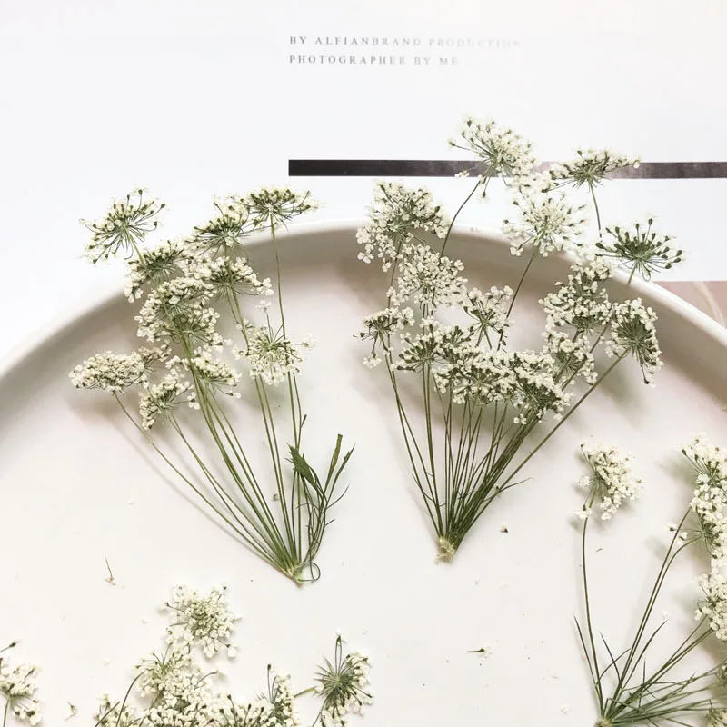 Dried Flower Bouquet - 5-7cm/12pcs,Snow Tiny Flowers with Branch,dried Flowers