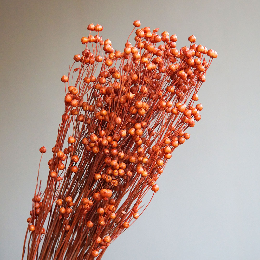35g/Preserved Ormosia Hosiei N - огляд і ціна Dried Flower Bouquet