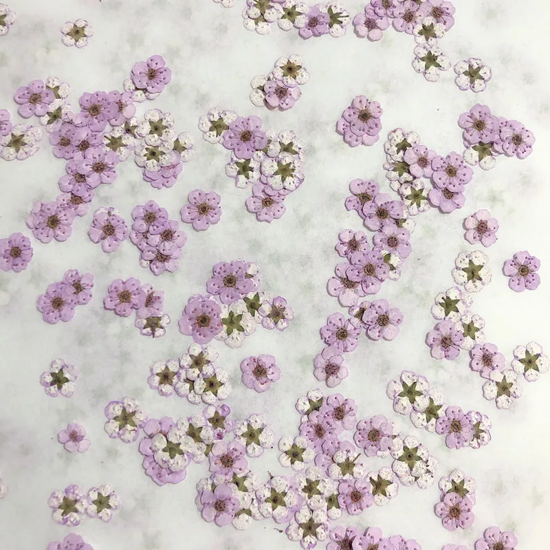 Pressed Mini Narcissus Dried F - огляд і ціна Dried Flower Bouquet