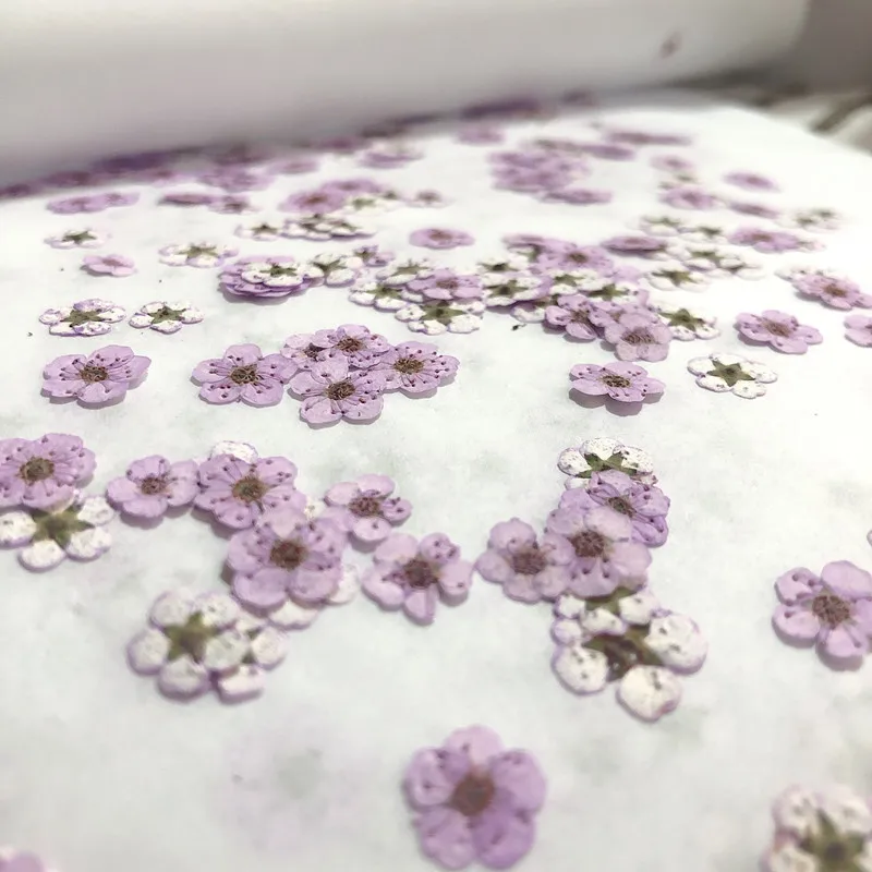 Pressed Mini Narcissus Dried F - огляд і ціна Dried Flower Bouquet