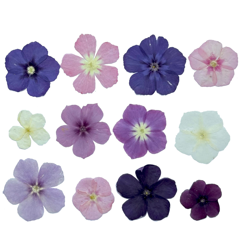 12pcs,Semi-Transparent Niche P - огляд і ціна Dried Flower Bouquet